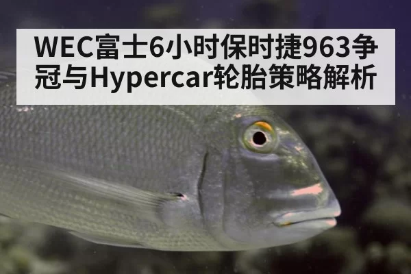 WEC富士6小时保时捷963争冠与Hypercar轮胎策略解析